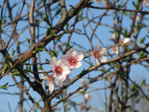 Картинка цветы цветущие+деревья+ +кустарники абрикос