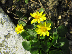 обоя цветы, калужницы,  лютики, жёлтые