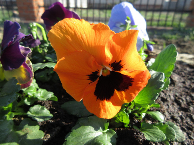 Обои картинки фото цветы, анютины глазки , садовые фиалки, анютины, глазки