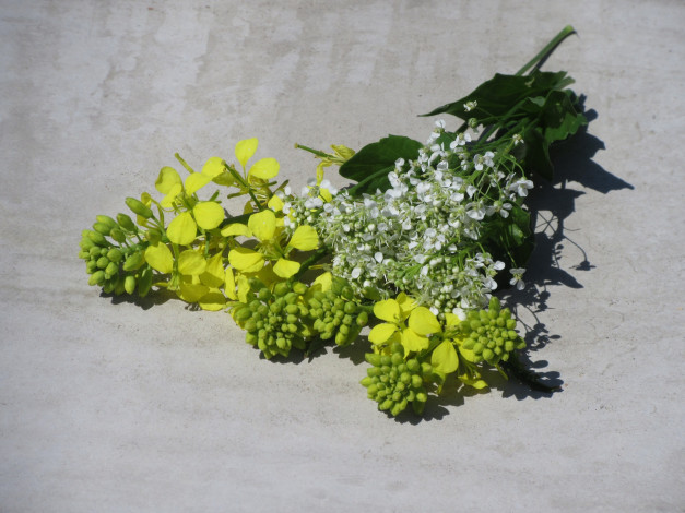 Обои картинки фото цветы, разные вместе, букетик