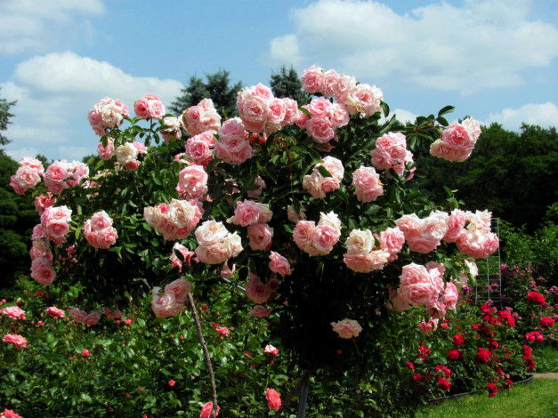 Обои картинки фото цветы, розы, розовые, куст