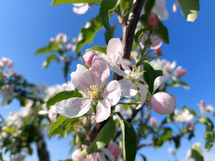 Картинка цветы цветущие+деревья+ +кустарники яблоня цветение весна 2022