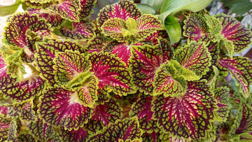 обоя цветы, колеусы,  каладиумы, пестрые, листья