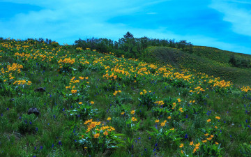 Картинка природа луга трава луг цветы