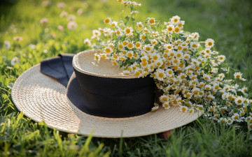 Картинка разное одежда +обувь +текстиль +экипировка трава ромашки шляпа