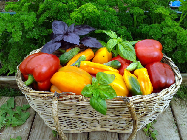 Обои картинки фото еда, перец, корзина, ассорти, базилик