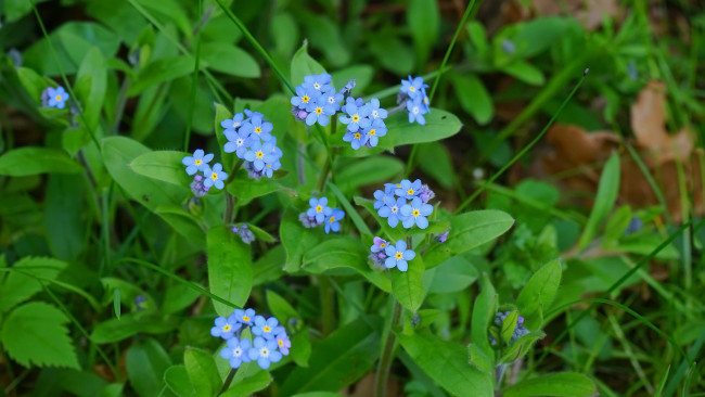 Обои картинки фото цветы, незабудки, голубые