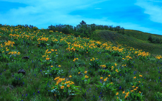 Обои картинки фото природа, луга, трава, луг, цветы