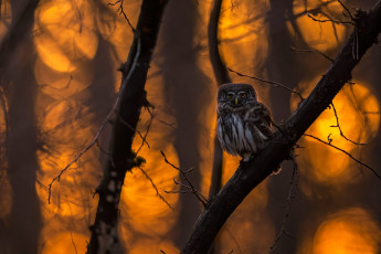 Картинка животные совы сова