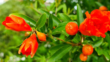 обоя flowering pomegranate, цветы, цветущие овощи,  ягоды, flowering, pomegranate