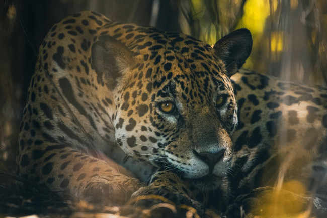 Обои картинки фото животные, леопарды, леопард