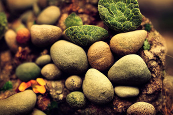 обоя разное, ракушки,  кораллы,  декоративные и spa-камни, камни