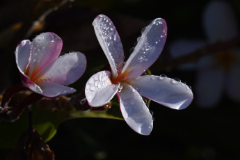 обоя цветы, плюмерия, бутоны, капли