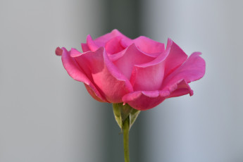 обоя цветы, розы, розовая, роза, бутон