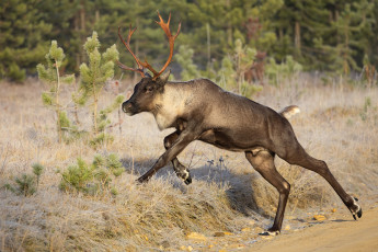 обоя животные, олени, олень