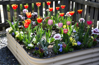 Картинка цветы разные+вместе клумба тюльпаны гиацинты анютины глазки