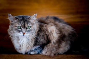 Картинка животные коты кот кошка