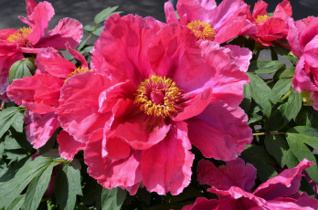 обоя цветы, пионы, макро, розовый, пион, древовидный