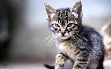 Картинка животные коты котенок серый полосатый взгляд