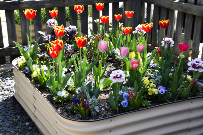 Обои картинки фото цветы, разные вместе, клумба, тюльпаны, гиацинты, анютины, глазки