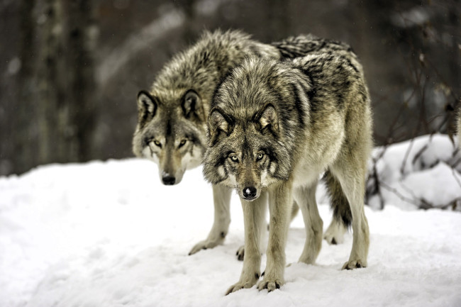 Обои картинки фото животные, волки,  койоты,  шакалы, пара, снег, зима, лес