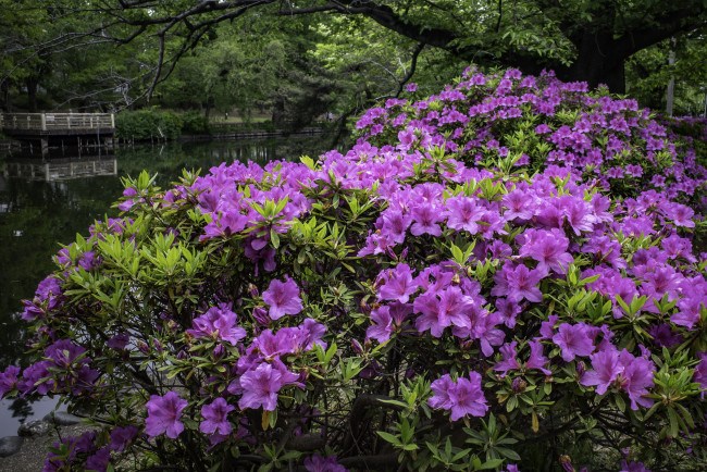 Обои картинки фото цветы, рододендроны , азалии, розовый, рододендрон, куст