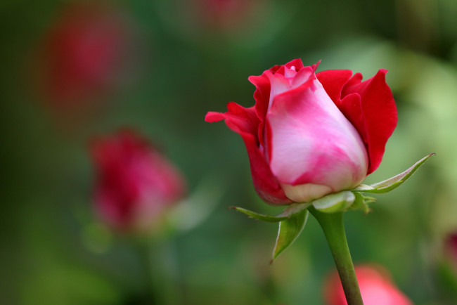 Обои картинки фото цветы, розы, алая, роза, бутон
