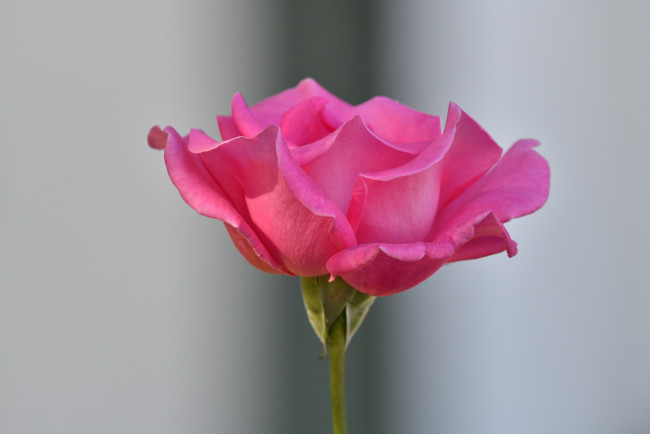 Обои картинки фото цветы, розы, розовая, роза, бутон