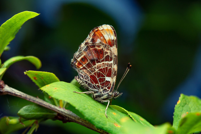 Обои картинки фото животные, бабочки,  мотыльки,  моли, бабочка