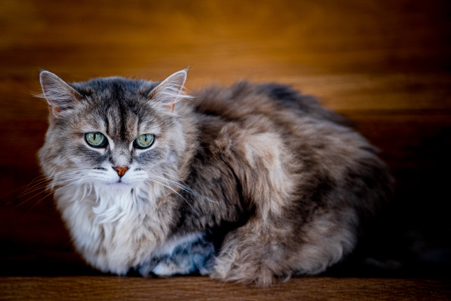 Обои картинки фото животные, коты, кот, кошка