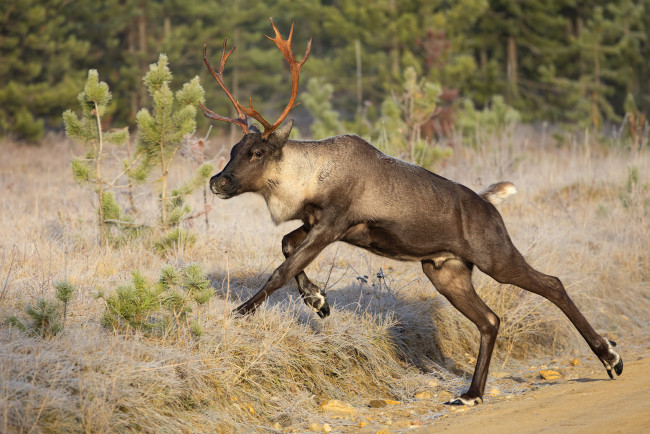 Обои картинки фото животные, олени, олень