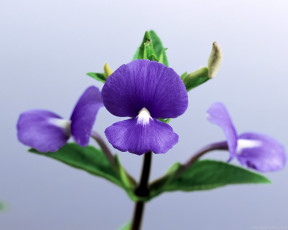 Картинка цветы фиалки