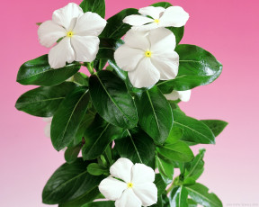 Картинка цветы катарантусы