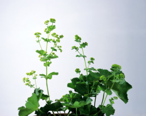 Картинка цветы луговые полевые