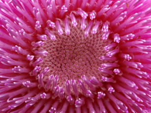 Картинка цветы астры