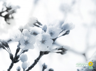 Картинка цветы цветущие деревья кустарники