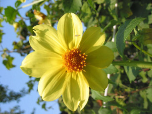 Картинка цветы георгины