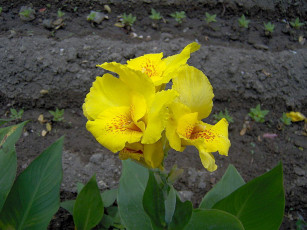 Картинка цветы ирисы