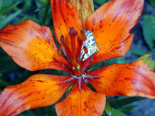 Картинка цветы лилии лилейники