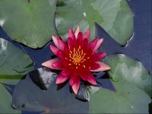 Картинка цветы лилии водяные нимфеи кувшинки