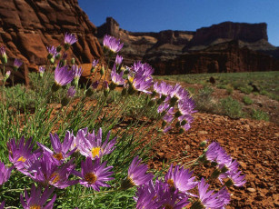 Картинка цветы луговые полевые