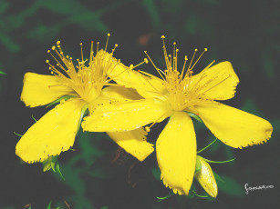 Картинка цветы луговые полевые