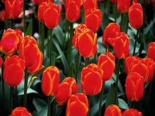 Картинка цветы тюльпаны
