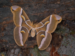 Картинка животные бабочки