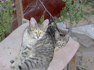 Картинка животные коты