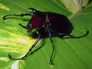 Картинка животные насекомые