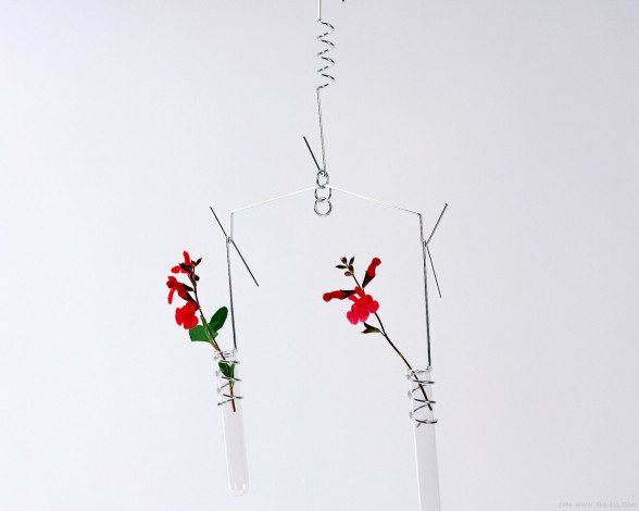 Обои картинки фото цветы