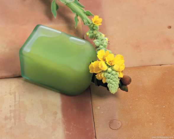 Обои картинки фото цветы, луговые, полевые