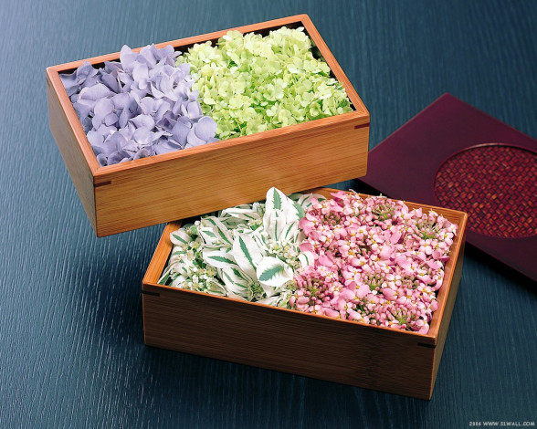 Обои картинки фото цветы, разные, вместе