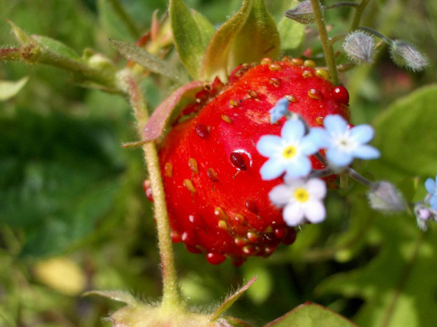 Обои картинки фото 